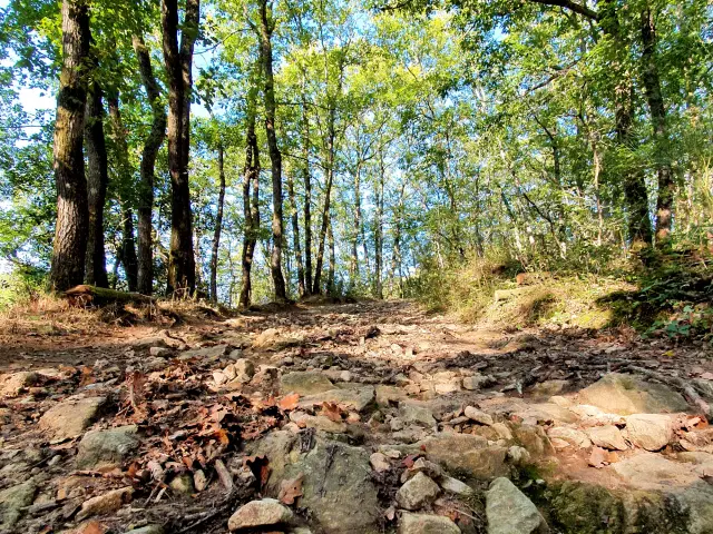 Forêt de Mervent-Vouvant sentier pédestre et VTT