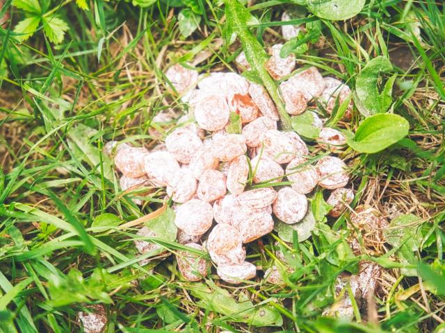 crottes-de-licorne-fontenautes-2.jpg