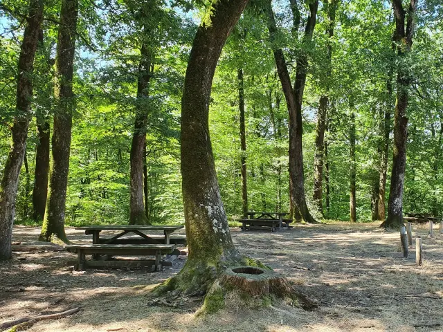 Aire de pique-nique forêt de Mervent-Vouvant