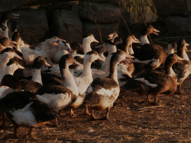 canards du gers