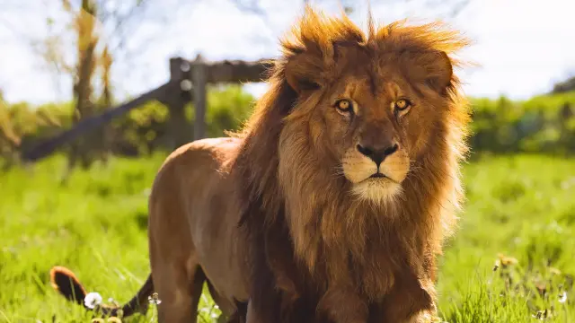 Natur'Zoo de Mervent, lion, Zoo en Vendée