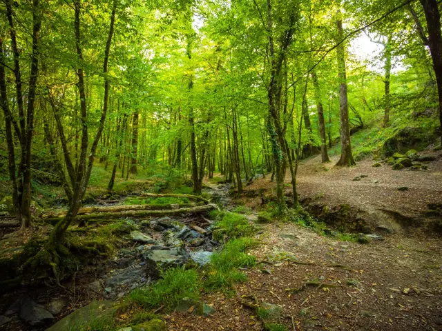 Foret De Mervent ONF