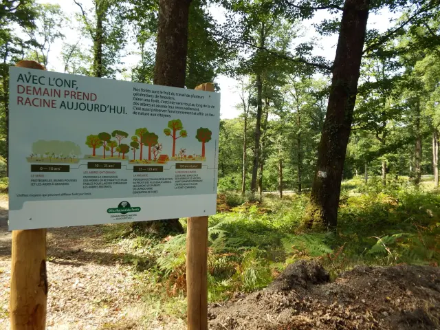 Foret De Mervent ONF