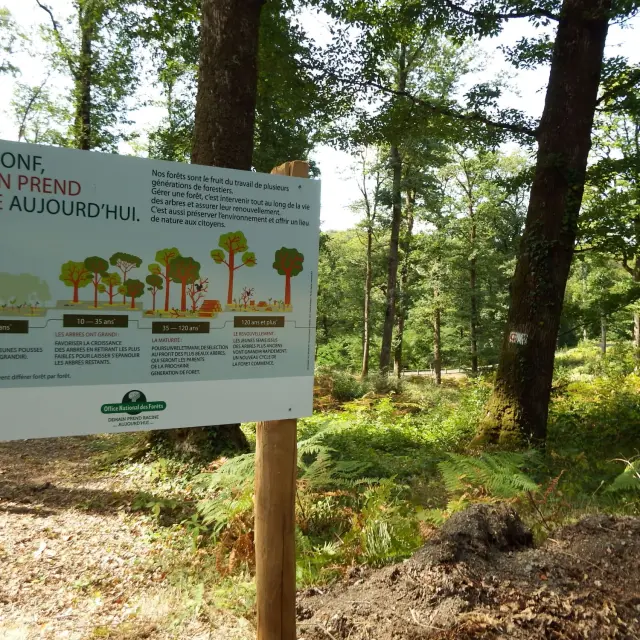Foret De Mervent ONF